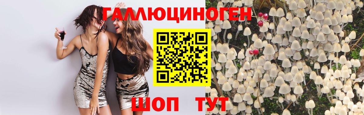 Псилоцибиновые грибы Psilocybine cubensis Корсаков